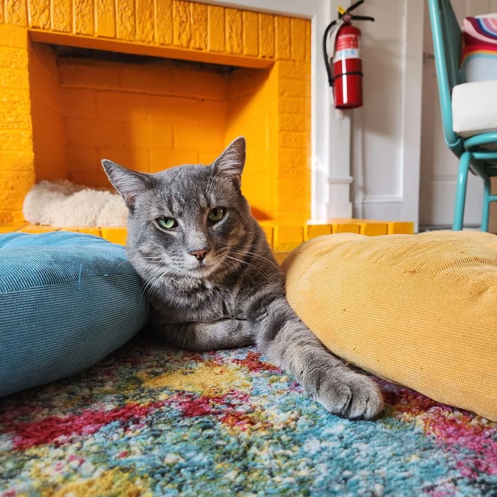 Right Meow Cat Cafe photo 1